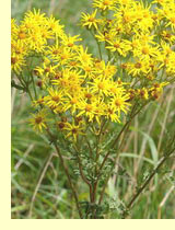   (Senecio jacobaea)